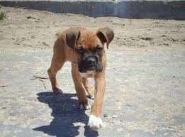 hola soy una boxer traviesa hola soy una boxer traviesa